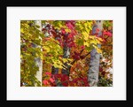 Autumn colors of maple leaves. by Anonymous