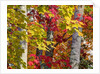 Autumn colors of maple leaves. by Anonymous