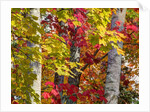 Autumn colors of maple leaves. by Anonymous