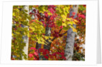 Autumn colors of maple leaves. by Anonymous