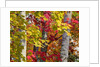 Autumn colors of maple leaves. by Anonymous