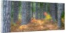 Fall foliage and pine trees in the forest. by Anonymous