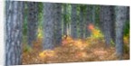 Fall foliage and pine trees in the forest. by Anonymous