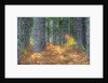 Fall foliage and pine trees in the forest. by Anonymous