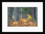Fall foliage and pine trees in the forest. by Anonymous