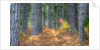 Fall foliage and pine trees in the forest. by Anonymous