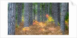 Fall foliage and pine trees in the forest. by Anonymous