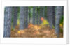 Fall foliage and pine trees in the forest. by Anonymous