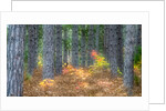 Fall foliage and pine trees in the forest. by Anonymous