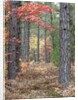 Fall foliage and pine trees in the forest. by Anonymous