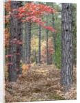 Fall foliage and pine trees in the forest. by Anonymous