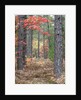 Fall foliage and pine trees in the forest. by Anonymous