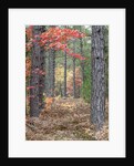 Fall foliage and pine trees in the forest. by Anonymous