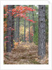 Fall foliage and pine trees in the forest. by Anonymous