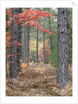 Fall foliage and pine trees in the forest. by Anonymous