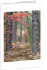 Fall foliage and pine trees in the forest. by Anonymous