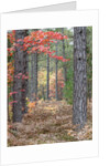 Fall foliage and pine trees in the forest. by Anonymous
