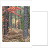 Fall foliage and pine trees in the forest. by Anonymous