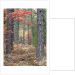 Fall foliage and pine trees in the forest. by Anonymous