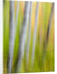 A panned motion blur of autumn woodland. by Anonymous