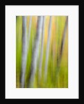 A panned motion blur of autumn woodland. by Anonymous