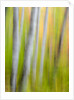 A panned motion blur of autumn woodland. by Anonymous