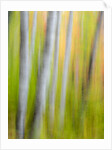 A panned motion blur of autumn woodland. by Anonymous
