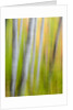 A panned motion blur of autumn woodland. by Anonymous