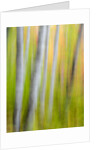 A panned motion blur of autumn woodland. by Anonymous