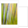 A panned motion blur of autumn woodland. by Anonymous