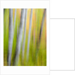A panned motion blur of autumn woodland. by Anonymous