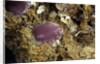 Porphyrophora sophorae (scale insect) - cyst by Anonymous