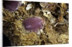 Porphyrophora sophorae (scale insect) - cyst by Anonymous
