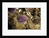Porphyrophora sophorae (scale insect) - cyst by Anonymous