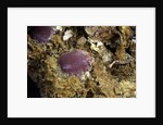 Porphyrophora sophorae (scale insect) - cyst by Anonymous