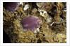 Porphyrophora sophorae (scale insect) - cyst by Anonymous