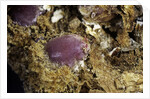 Porphyrophora sophorae (scale insect) - cyst by Anonymous