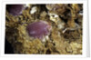 Porphyrophora sophorae (scale insect) - cyst by Anonymous
