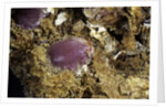Porphyrophora sophorae (scale insect) - cyst by Anonymous