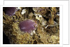 Porphyrophora sophorae (scale insect) - cyst by Anonymous