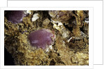 Porphyrophora sophorae (scale insect) - cyst by Anonymous
