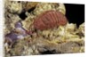Porphyrophora sophorae (scale insect) - female by Anonymous