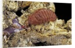 Porphyrophora sophorae (scale insect) - female by Anonymous