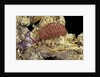 Porphyrophora sophorae (scale insect) - female by Anonymous