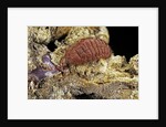 Porphyrophora sophorae (scale insect) - female by Anonymous