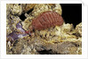 Porphyrophora sophorae (scale insect) - female by Anonymous