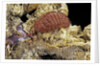 Porphyrophora sophorae (scale insect) - female by Anonymous
