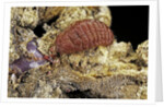 Porphyrophora sophorae (scale insect) - female by Anonymous