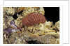 Porphyrophora sophorae (scale insect) - female by Anonymous