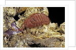Porphyrophora sophorae (scale insect) - female by Anonymous